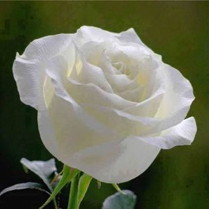 Meet your Posher, Willy